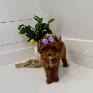 Mertle - FBB Cavapoo Puppy - BPPP Litter --_