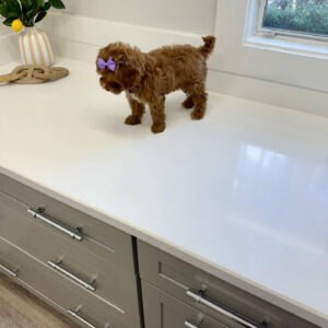 Mertle - FBB Cavapoo Puppy - BPPP Litter --_