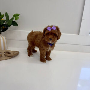 Mertle - FBB Cavapoo Puppy - BPPP Litter --_