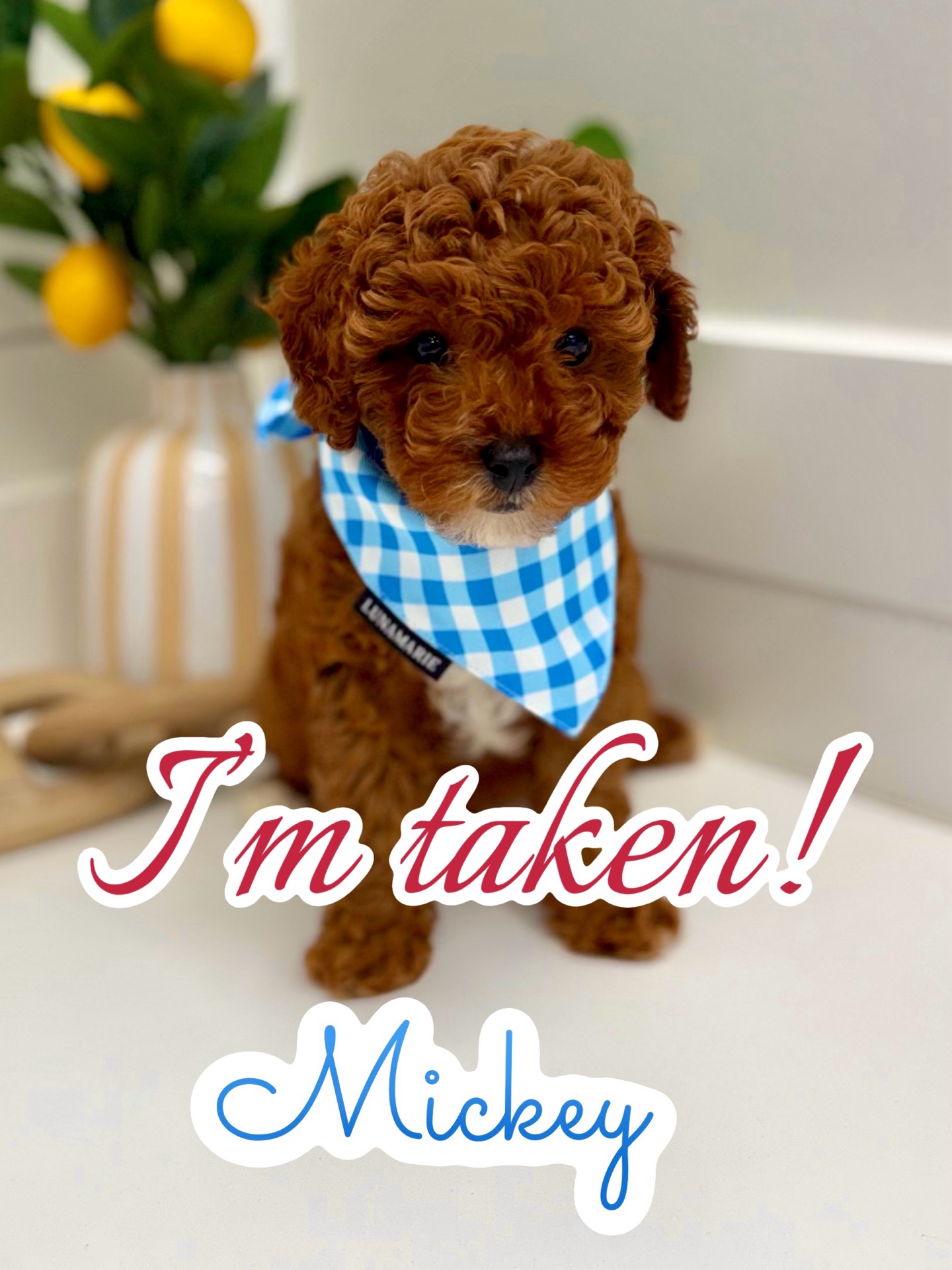 Mickey - FB Cavapoo Puppy - PPP Litter -- - Forever Home in Galloway- NJ