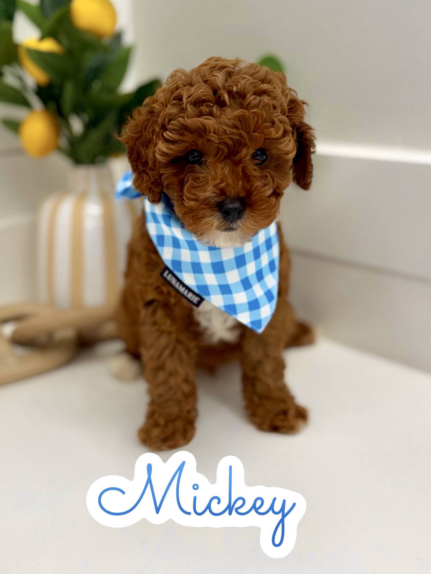 Mickey - FB Cavapoo Puppy - PPP Litter --_