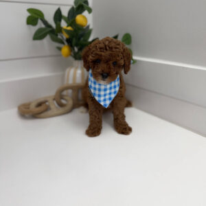 Mickey - FB Cavapoo Puppy - PPP Litter --_