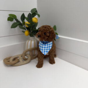 Mickey - FB Cavapoo Puppy - PPP Litter --_
