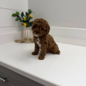 Mickey - FB Cavapoo Puppy - PPP Litter --_