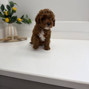 Mickey - FB Cavapoo Puppy - PPP Litter --_