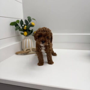 Mickey - FB Cavapoo Puppy - PPP Litter --_