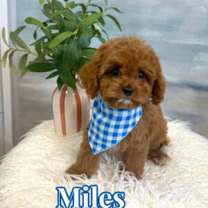 Miles - F Cavapoo Puppy - BPPP Litter --_
