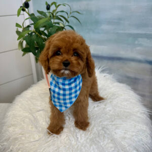 Miles - F Cavapoo Puppy - BPPP Litter --_