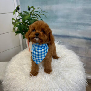 Miles - F Cavapoo Puppy - BPPP Litter --_