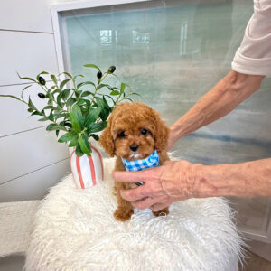 Miles - F Cavapoo Puppy - BPPP Litter --_