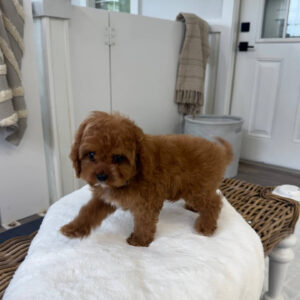 Miles - F Cavapoo Puppy - BPPP Litter --_