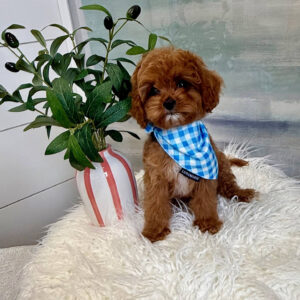 Miles - F Cavapoo Puppy - BPPP Litter --_