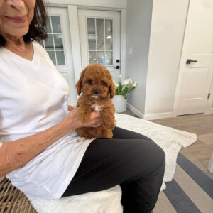Miles - F Cavapoo Puppy - BPPP Litter --_