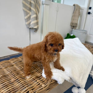 Miles - F Cavapoo Puppy - BPPP Litter --_