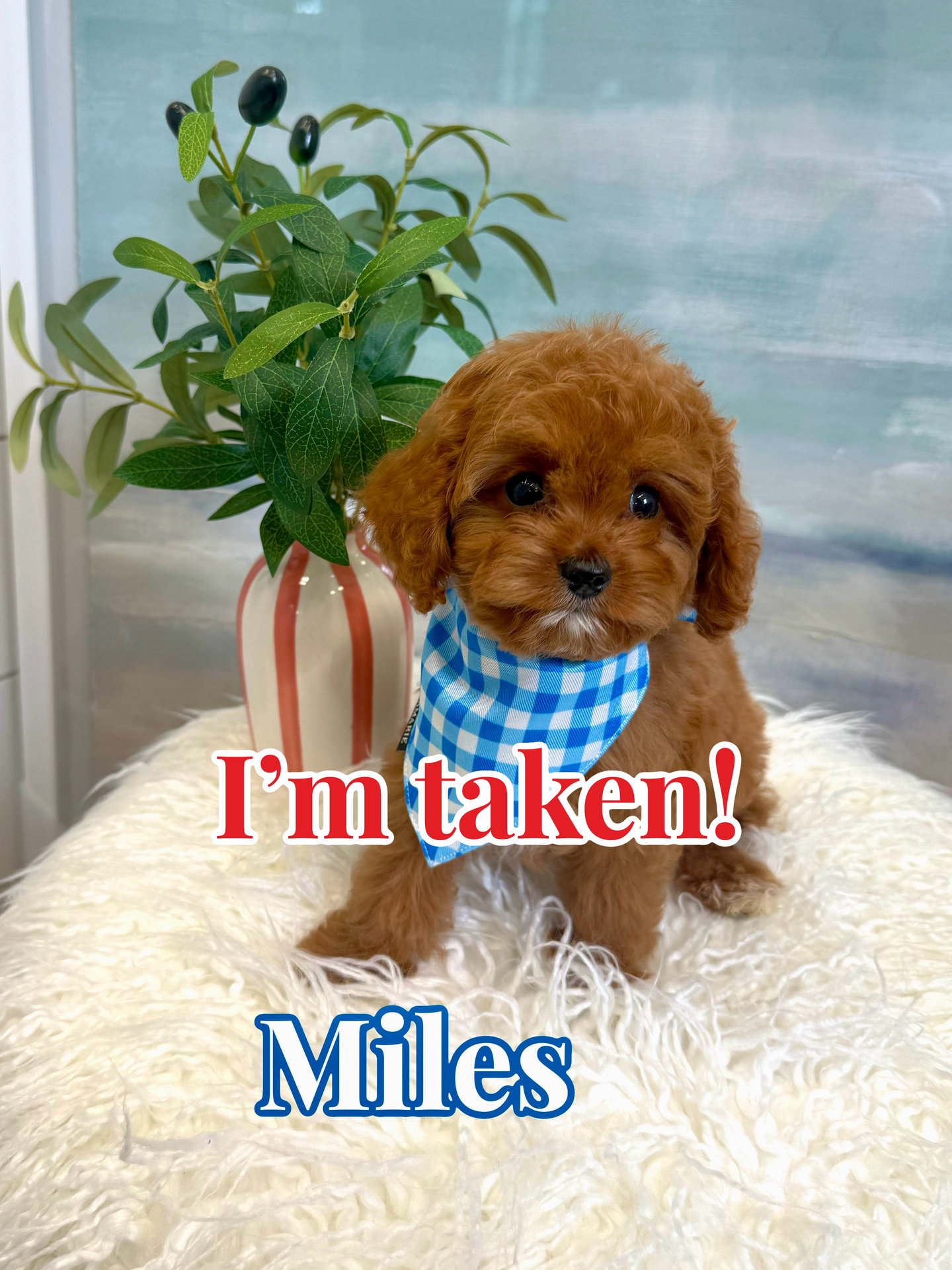 Miles - F Cavapoo Puppy - BPPP Litter --_Forever Home in New York- NY