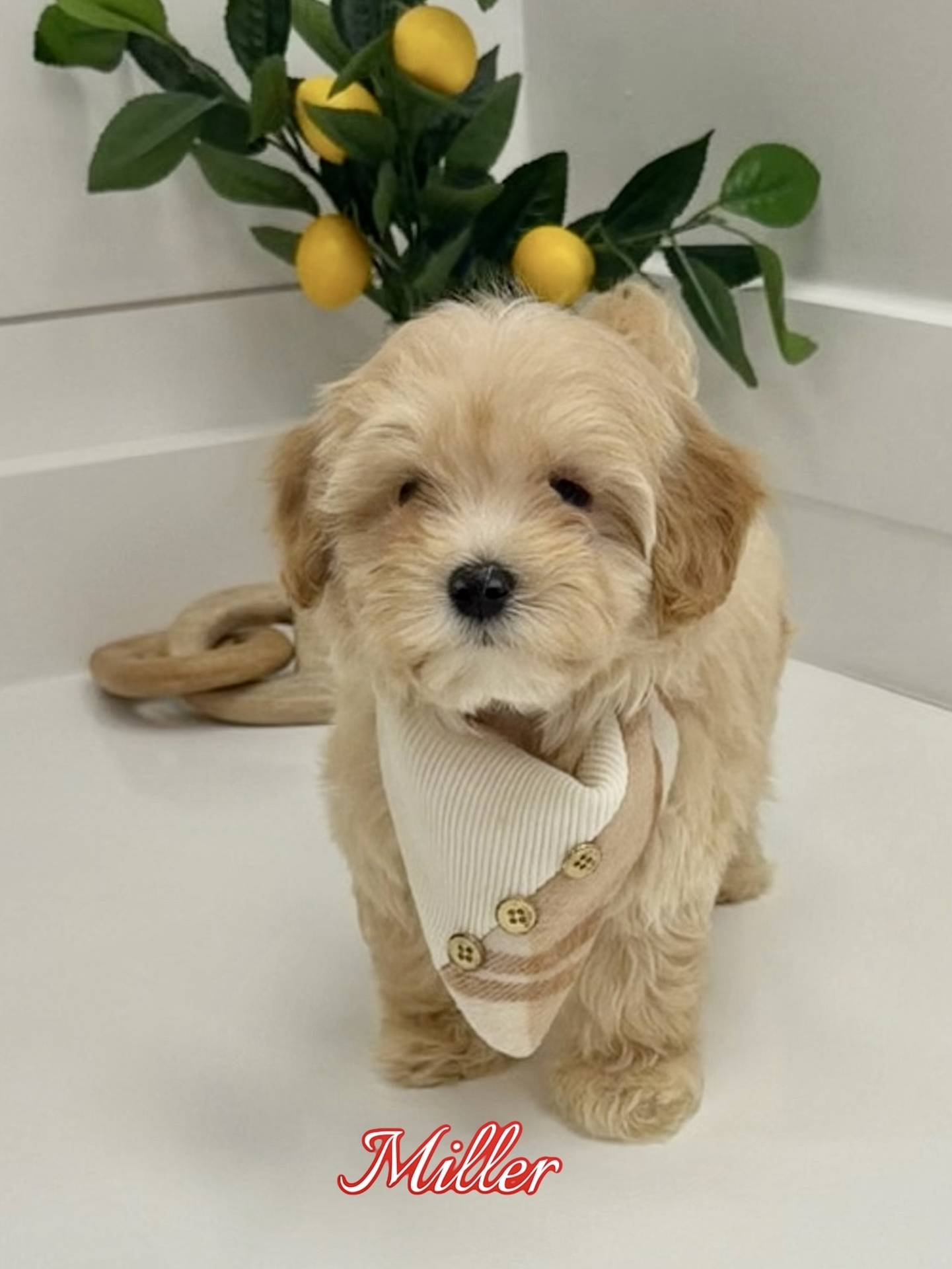Miller - F Maltipoo Puppy - BPPP Litter --_