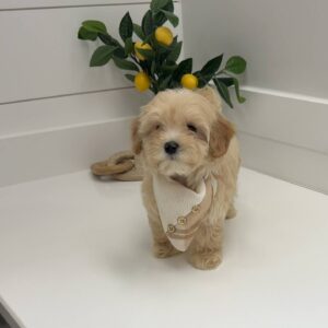 Miller - F Maltipoo Puppy - BPPP Litter --_