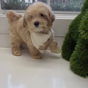 Miller - F Maltipoo Puppy - BPPP Litter --_