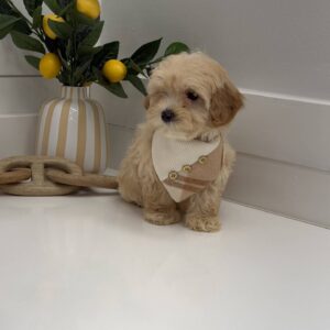 Miller - F Maltipoo Puppy - BPPP Litter --_
