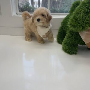 Miller - F Maltipoo Puppy - BPPP Litter --_