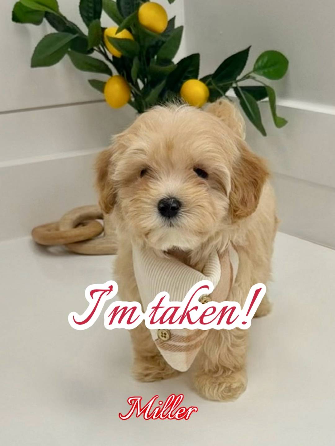 Miller - F Maltipoo Puppy - BPPP Litter --_Forever Home in Eldersburg- MD