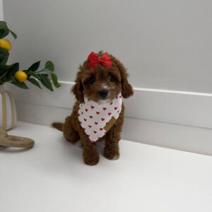 Mini - FB Cavapoo Puppy - PPP Litter --_