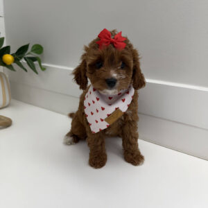 Mini - FB Cavapoo Puppy - PPP Litter --_