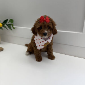 Mini - FB Cavapoo Puppy - PPP Litter --_