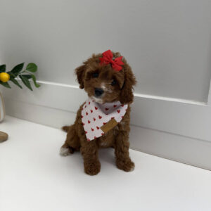 Mini - FB Cavapoo Puppy - PPP Litter --_