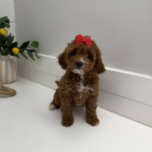 Mini - FB Cavapoo Puppy - PPP Litter --_