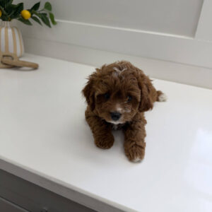 Mini - FB Cavapoo Puppy - PPP Litter --_