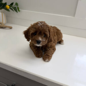 Mini - FB Cavapoo Puppy - PPP Litter --_