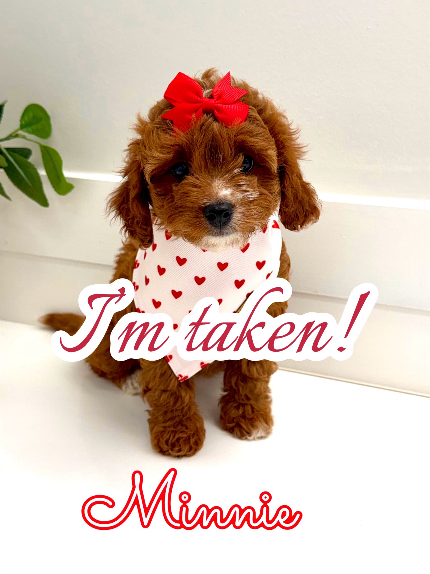 Minnie - FB Cavapoo Puppy - PPP Litter -- - Forever Home in West Nyack- NY