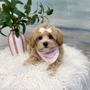 Mist - F Maltipoo Puppy - BPPP Litter --_