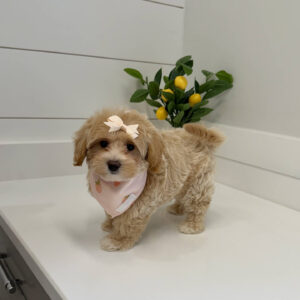 Mist - F Maltipoo Puppy - BPPP Litter --_