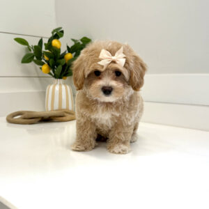 Mist - F Maltipoo Puppy - BPPP Litter --_