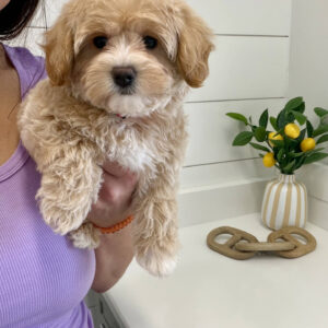 Mist - F Maltipoo Puppy - BPPP Litter --_