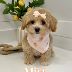 Mist - F Maltipoo Puppy - BPPP Litter --_