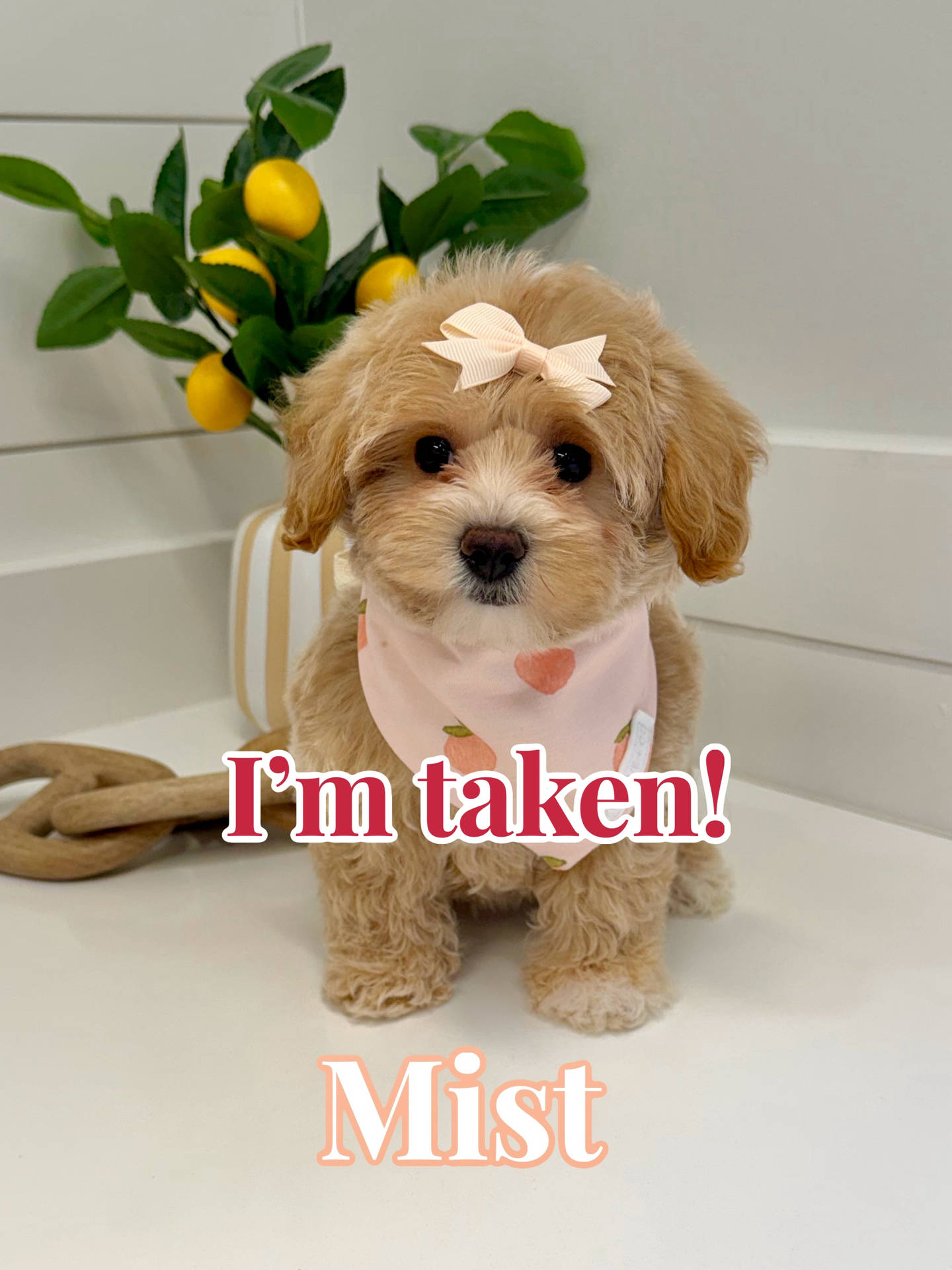 Mist - F Maltipoo Puppy - BPPP Litter --_Forever Home in Acworth- GA