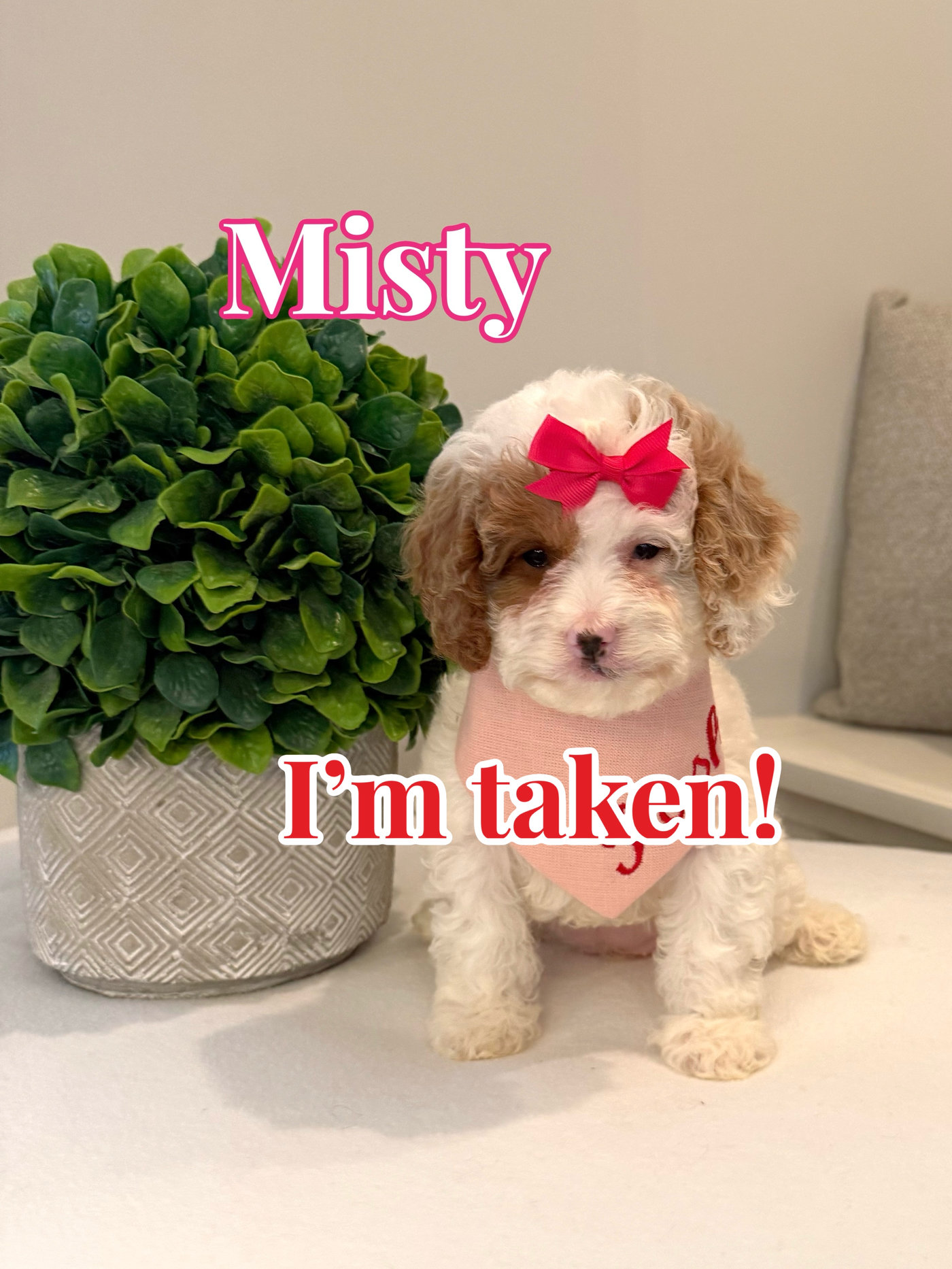 Misty - FB Cavapoo Puppy - BPPP Litter --_Forever Home in Columbia- MO