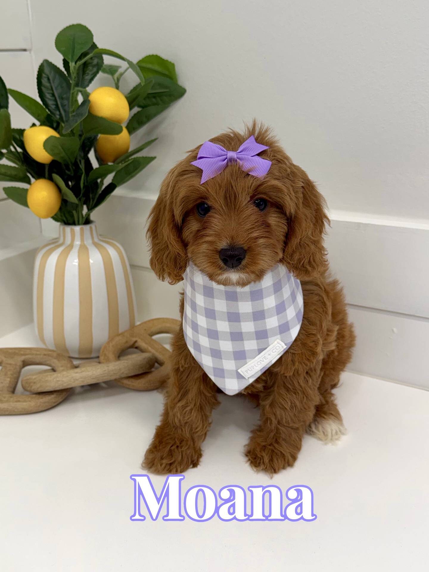 Moana - F Cavapoo Puppy - BPPP Litter --_