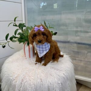 Moana - F Cavapoo Puppy - BPPP Litter --_