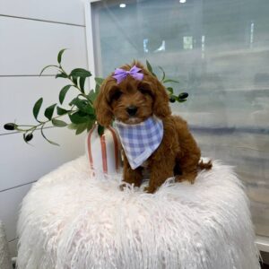 Moana - F Cavapoo Puppy - BPPP Litter --_