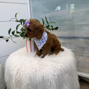 Moana - F Cavapoo Puppy - BPPP Litter --_