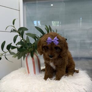 Moana - F Cavapoo Puppy - BPPP Litter --_