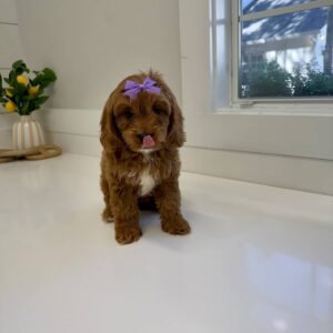 Moana - F Cavapoo Puppy - BPPP Litter --_