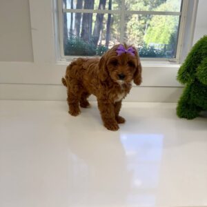 Moana - F Cavapoo Puppy - BPPP Litter --_