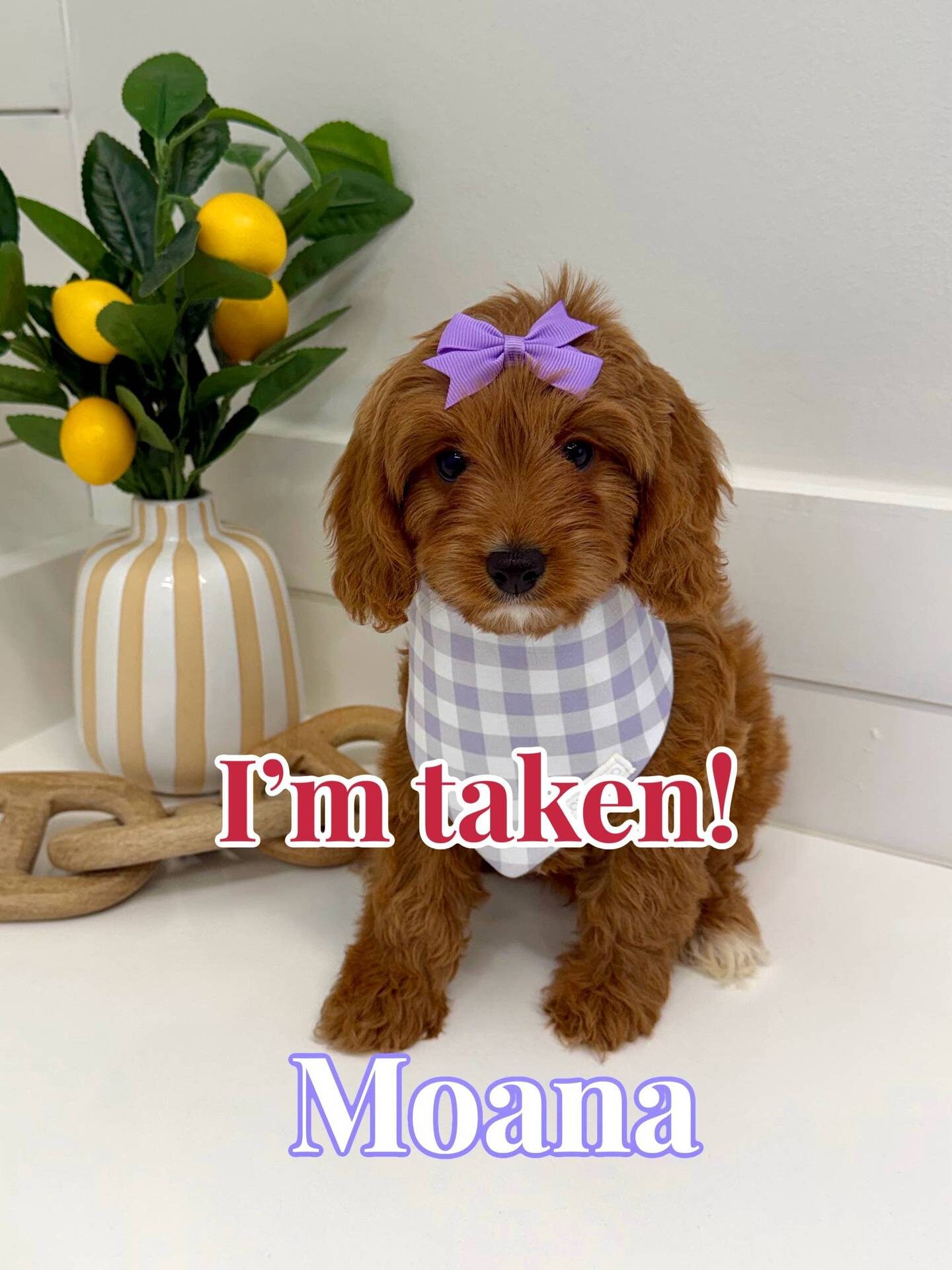 Moana - F Cavapoo Puppy - BPPP Litter --_Forever Home in Palm Valley- FL