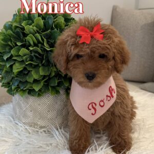 Monica - Female CKC FB Toy Mini Goldendoodle_