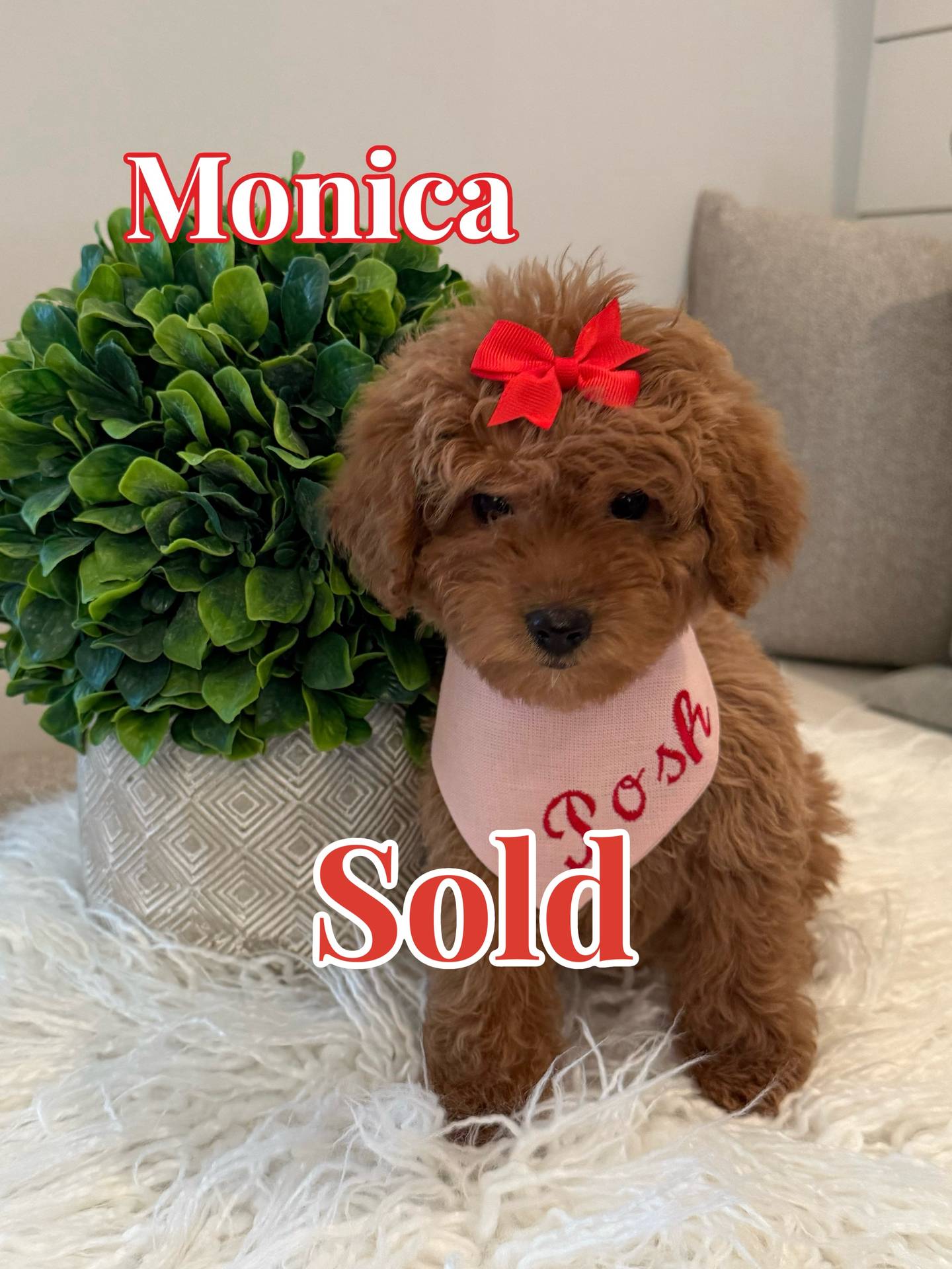 Monica - Female CKC FB Toy Mini Goldendoodle_Forever Home in Providence Forge VA